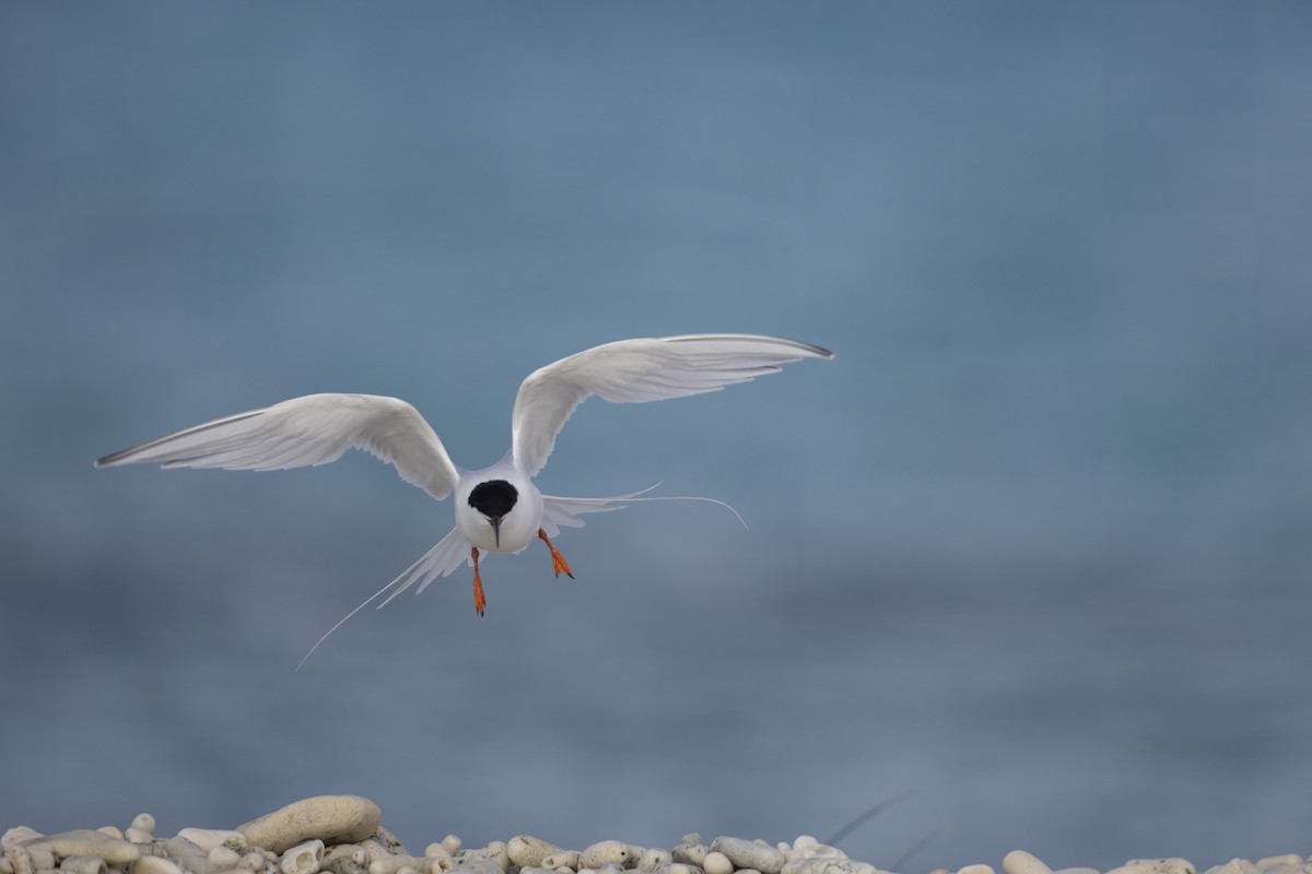 Roseate Tern - ML617762352