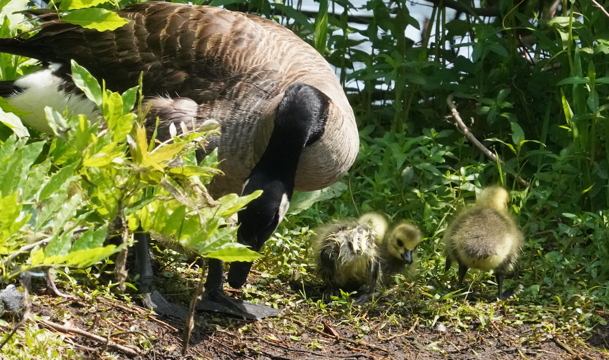 Canada Goose - Aaron T