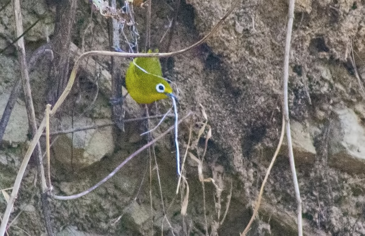 Yellowish White-eye - ML617762379