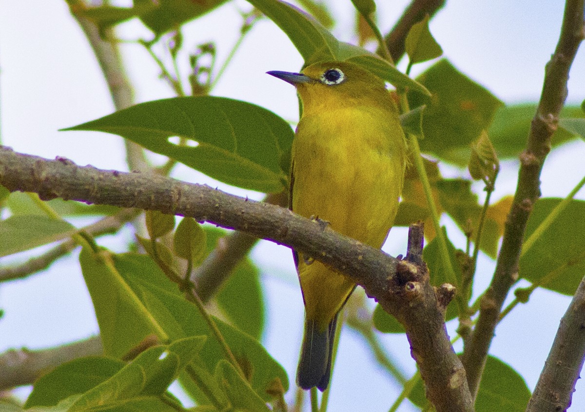 Yellowish White-eye - ML617762380