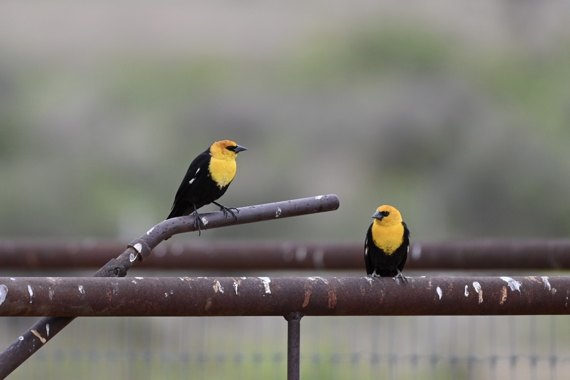 Yellow-headed Blackbird - Danny Kelleher