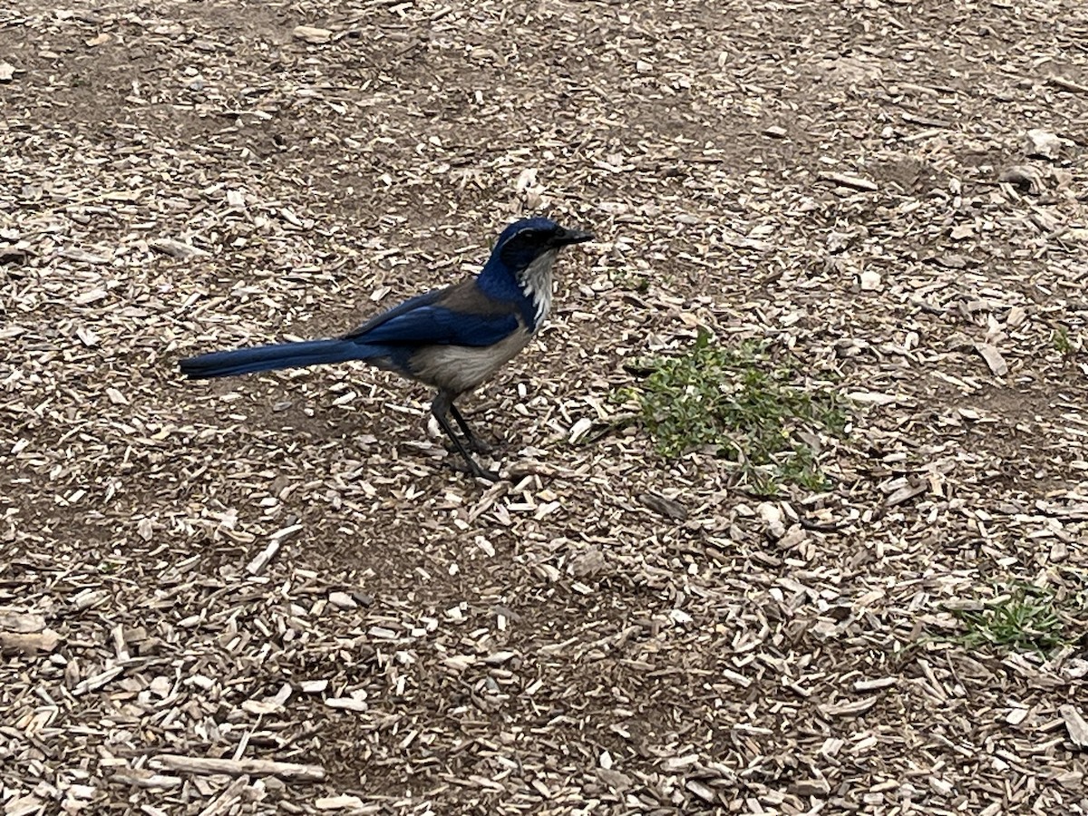 Island Scrub-Jay - ML617762406