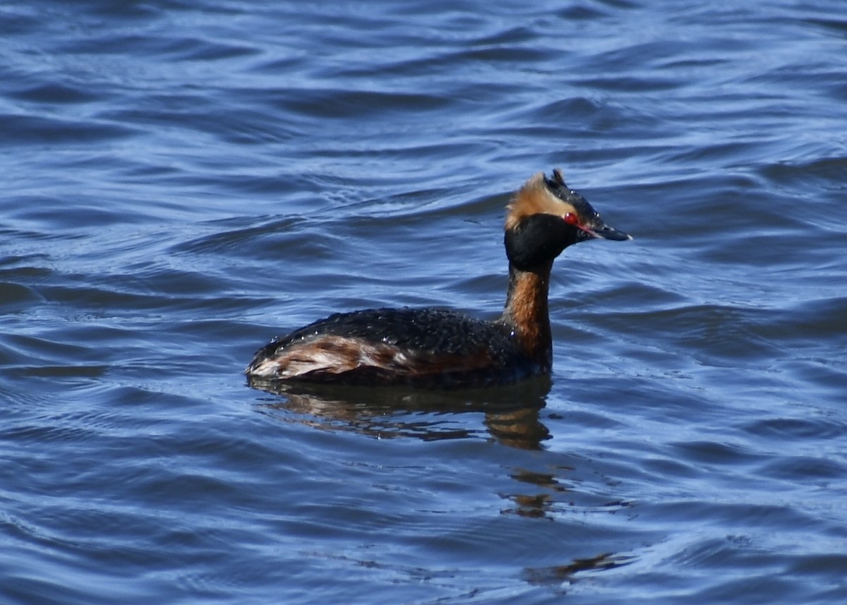 Horned Grebe - ML617762407