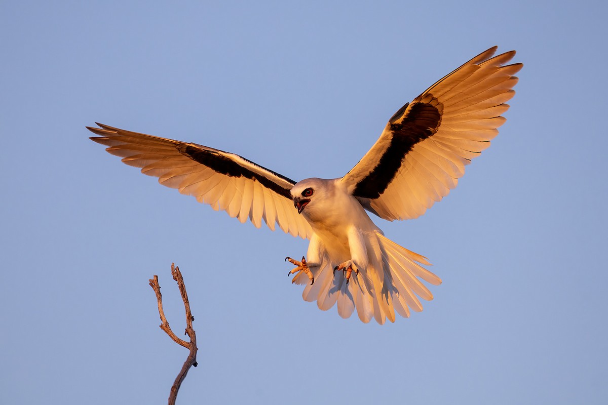 Letter-winged Kite - ML617762415