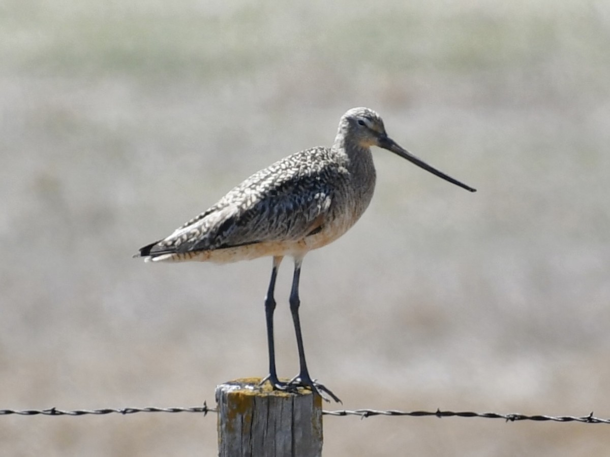 Marbled Godwit - ML617762489