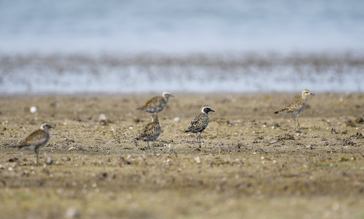 Pacific Golden-Plover - ML617762504