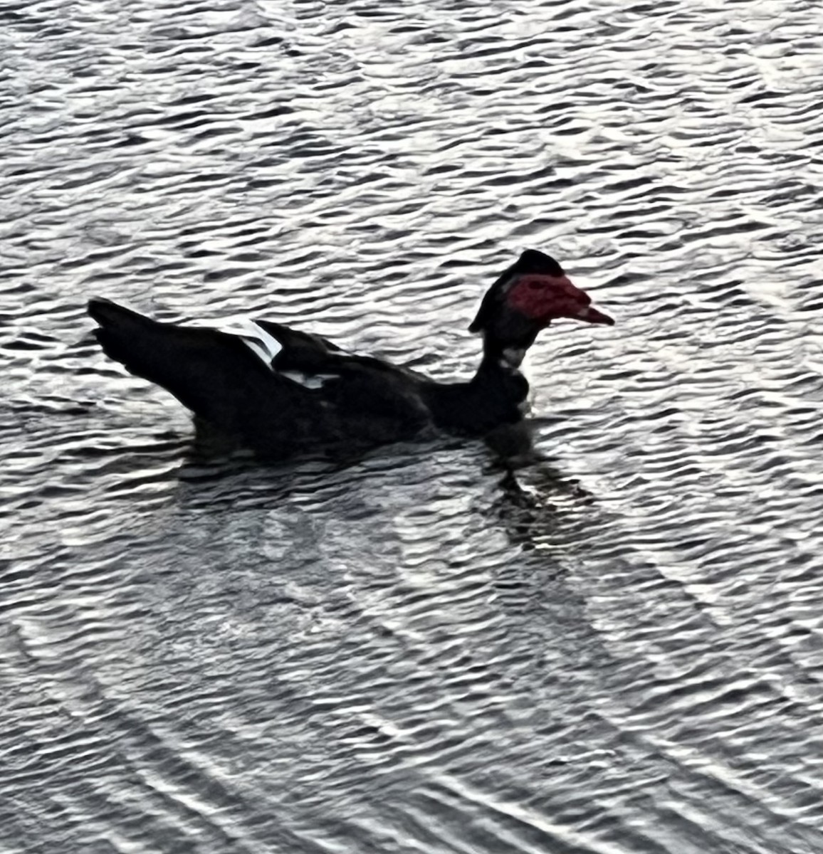 Muscovy Duck (Domestic type) - ML617762506