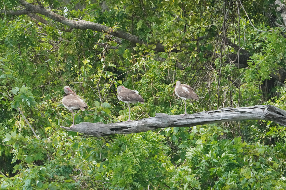 White Ibis - Aaron T