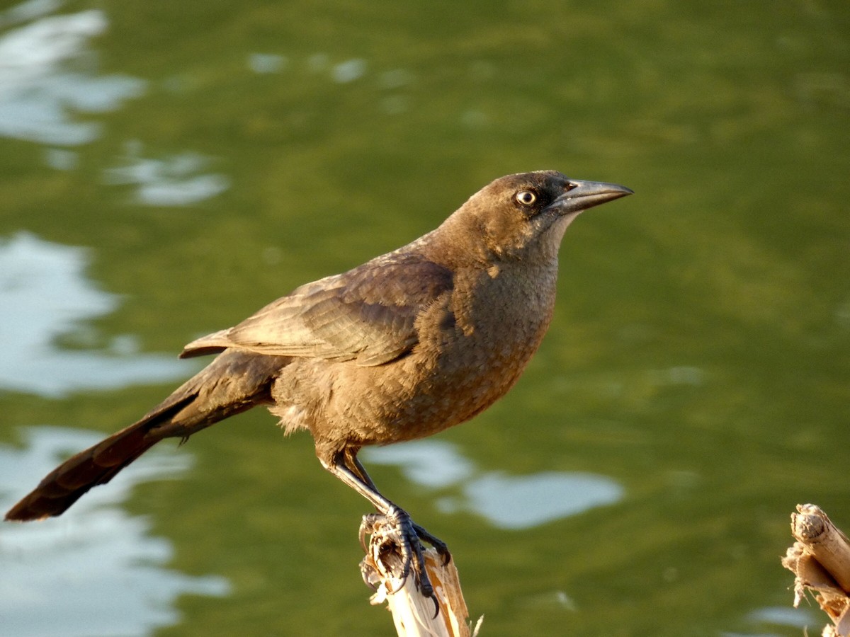 Great-tailed Grackle - ML617762548