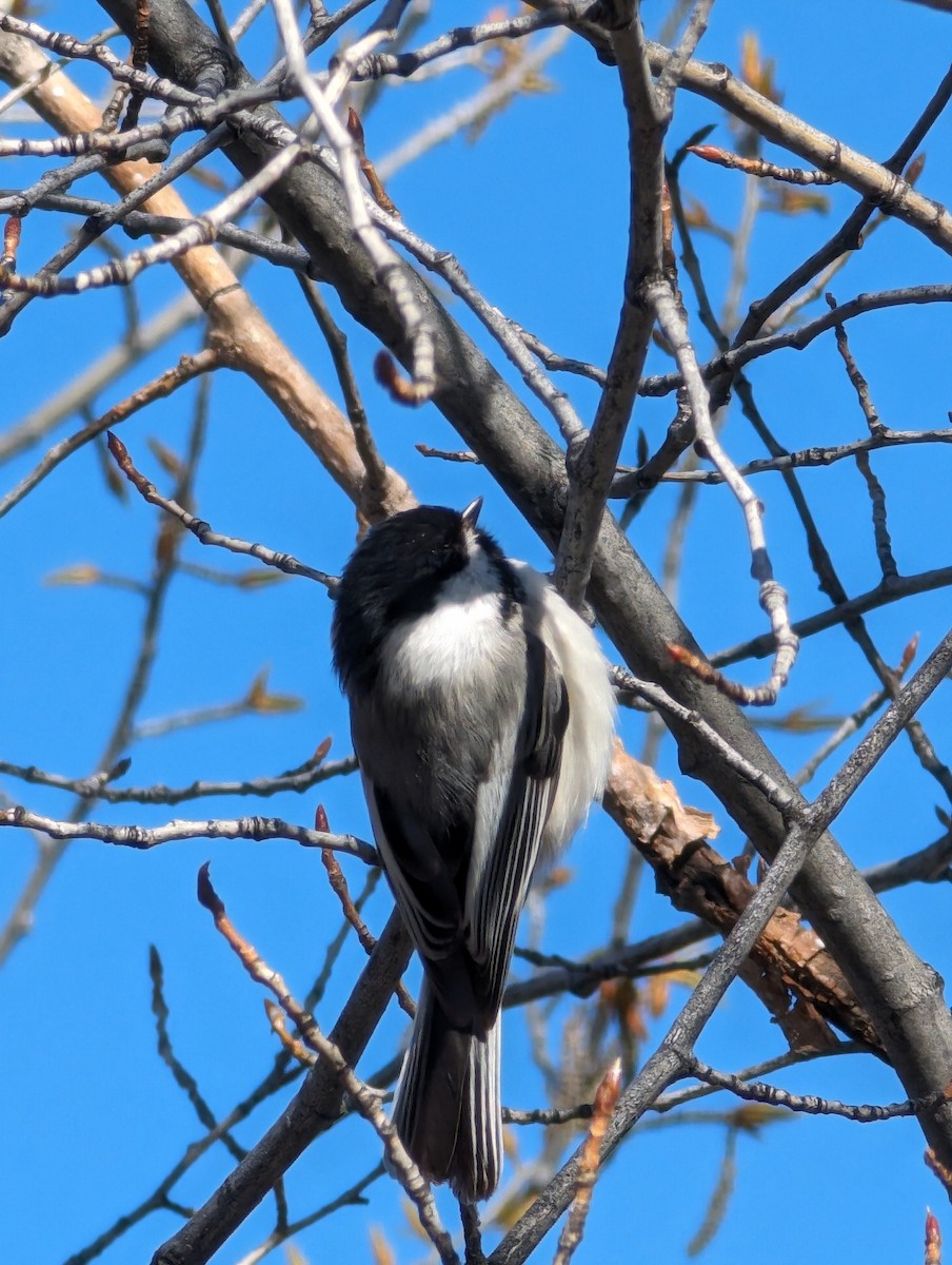 Black-capped Chickadee - ML617762559