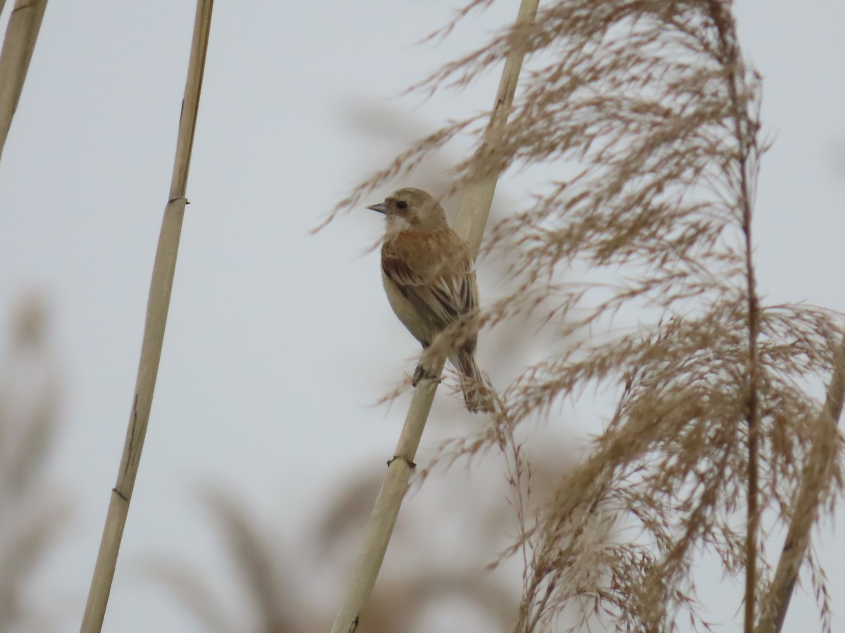 Chinese Penduline-Tit - ML617762563