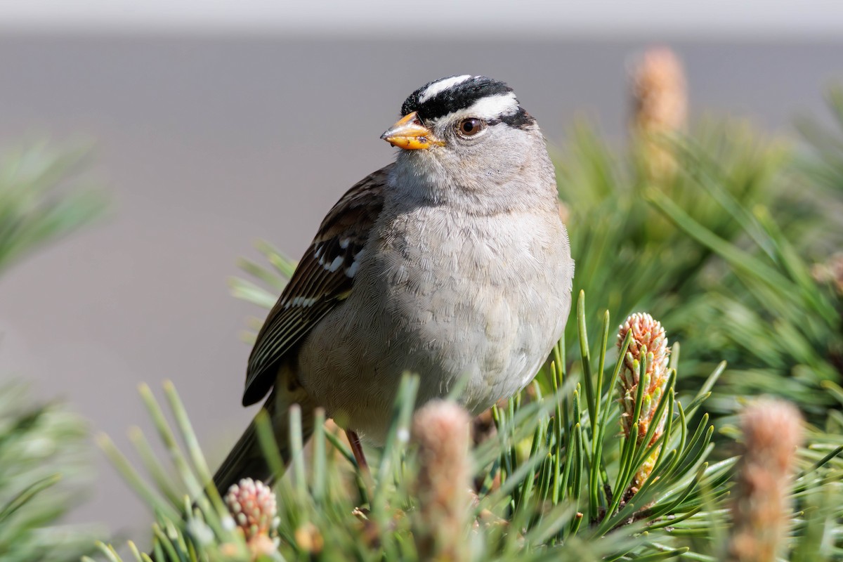 White-crowned Sparrow - Pierce Louderback