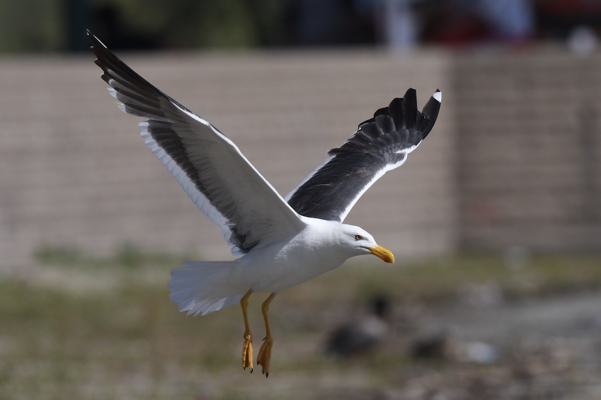 Yellow-footed Gull - Loren Wright