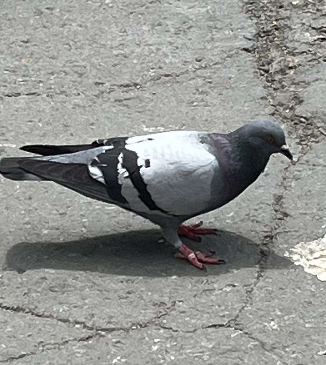 Rock Pigeon (Feral Pigeon) - ML617762600