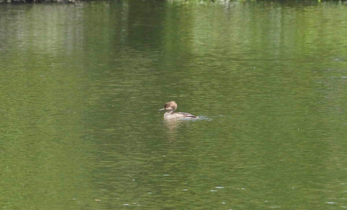 Hooded Merganser - Aaron T