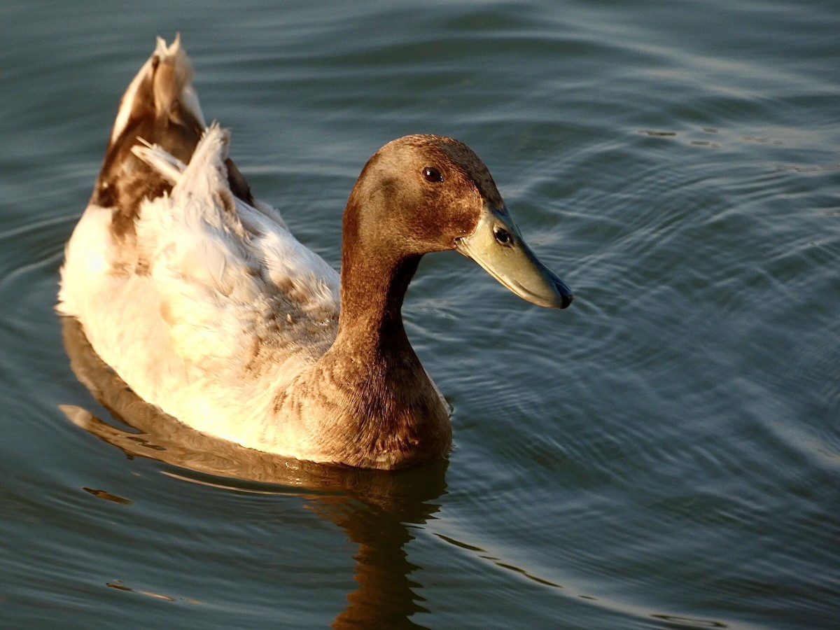 Mallard (Domestic type) - ML617762679