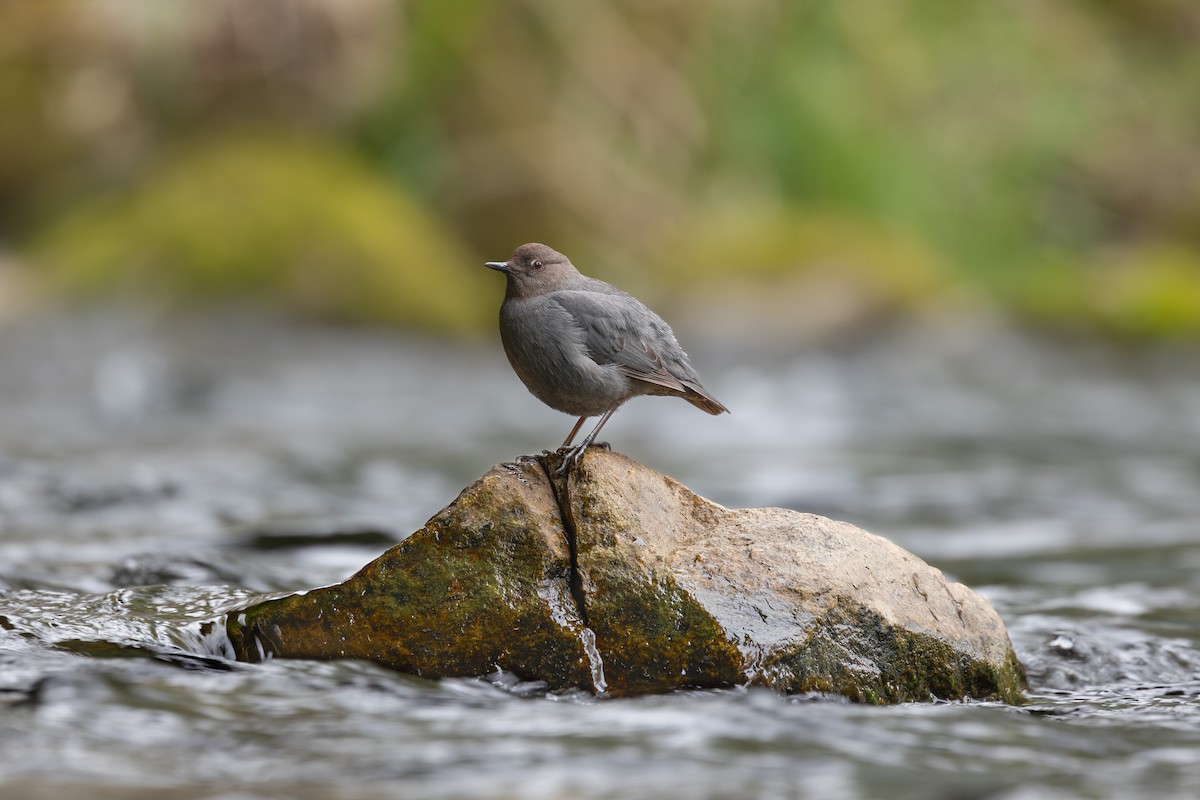 American Dipper - ML617762730