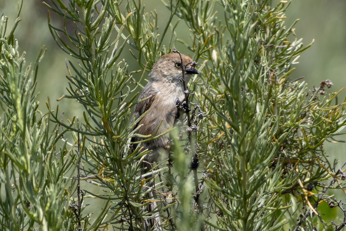 Bushtit (Pacific) - ML617762731