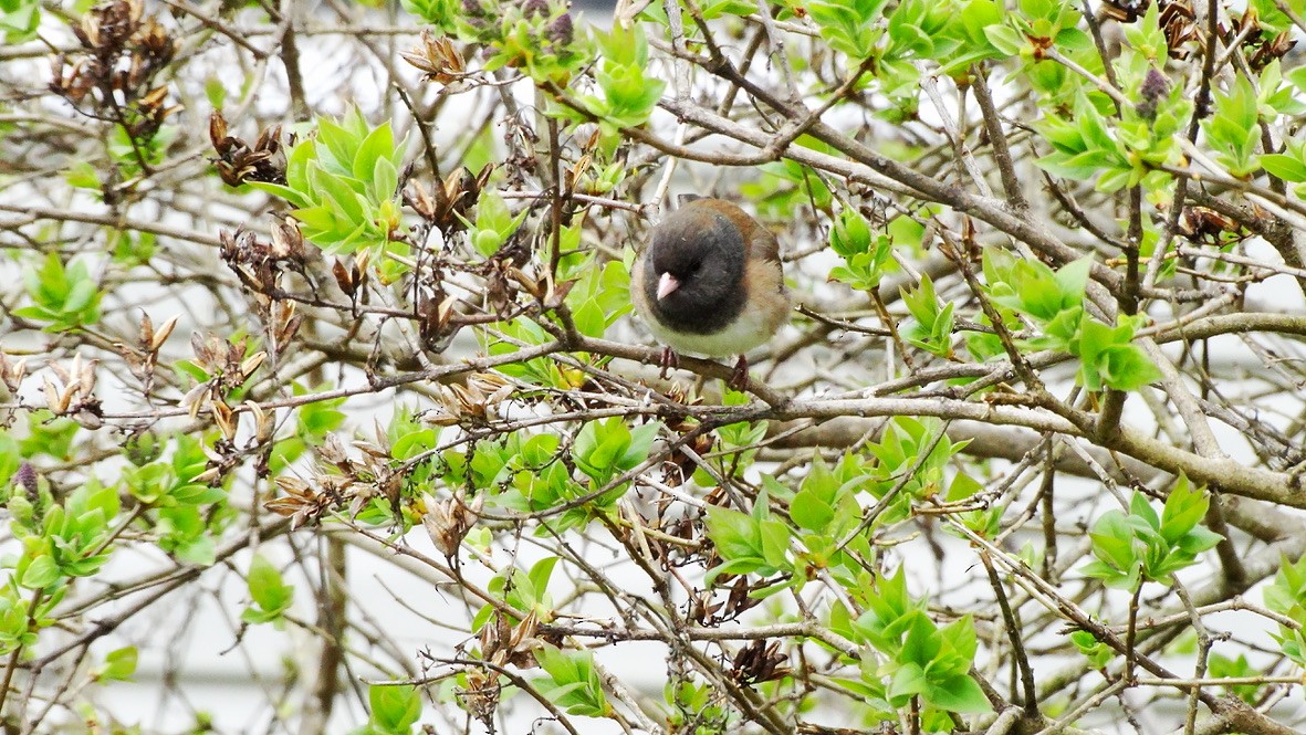 Dark-eyed Junco - Emily Williams