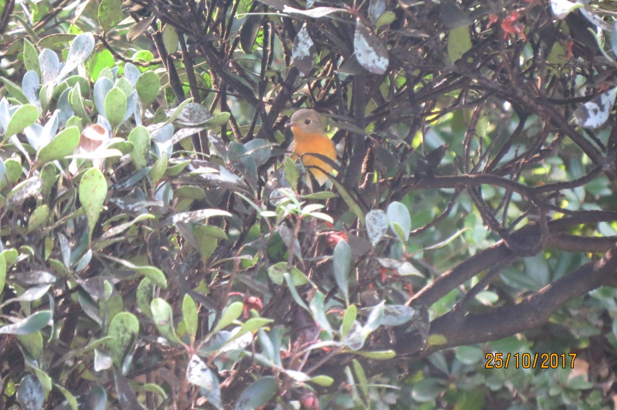 Mugimaki Flycatcher - Hitomi Ward