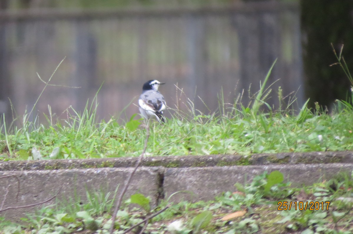 Japanese Wagtail - Hitomi Ward