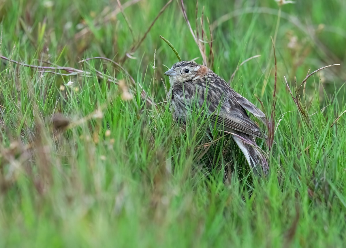 Chestnut-collared Longspur - ML617762812