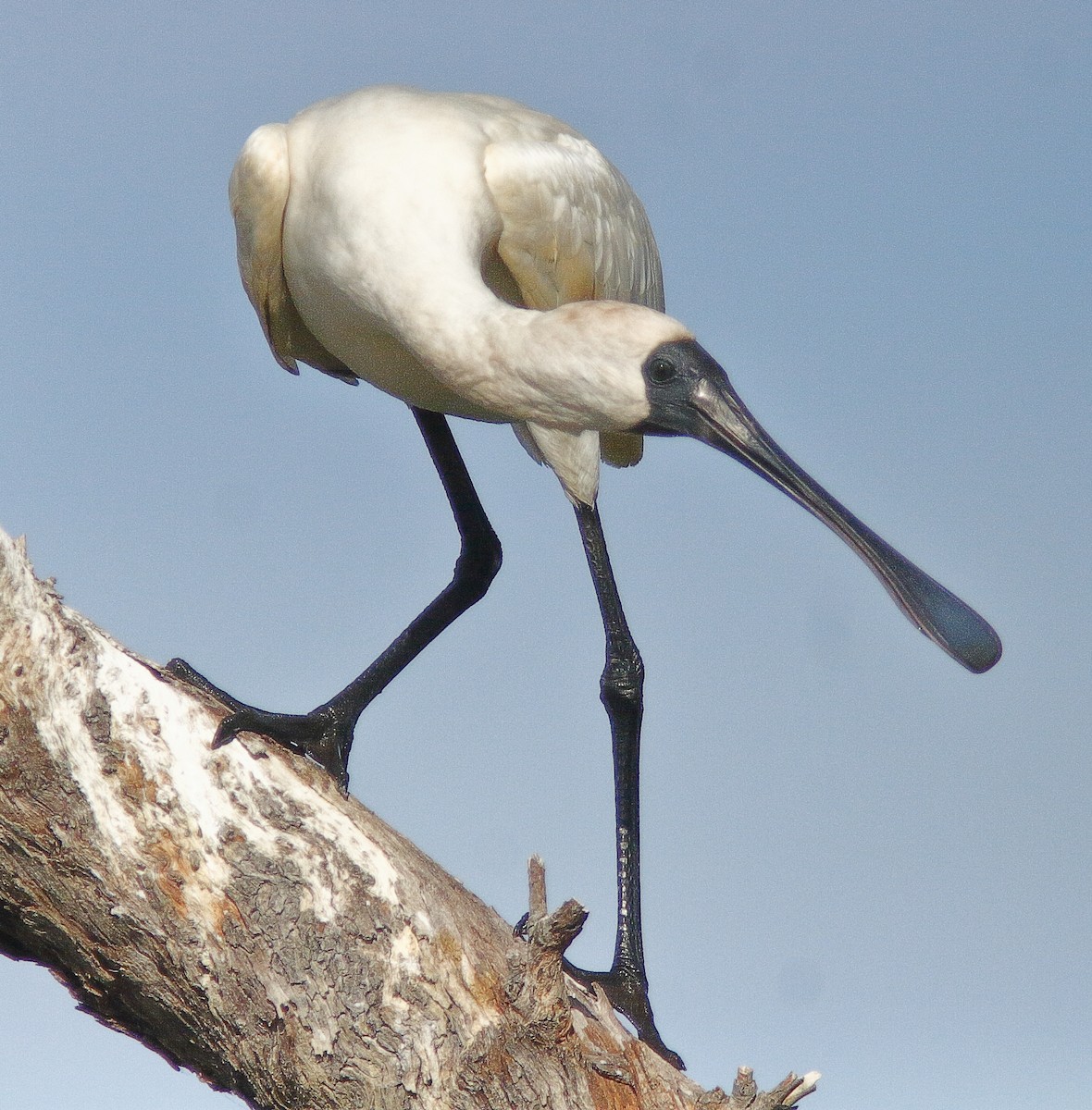 Royal Spoonbill - ML617762833