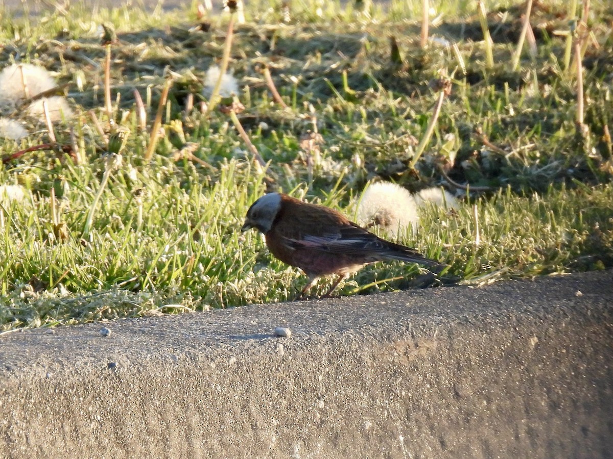 Gray-crowned Rosy-Finch - ML617762843