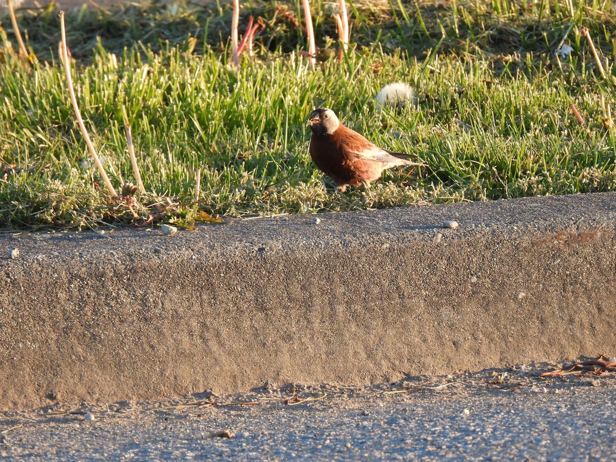Gray-crowned Rosy-Finch - ML617762850
