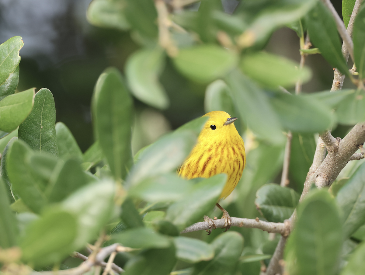 Yellow Warbler - ML617762853