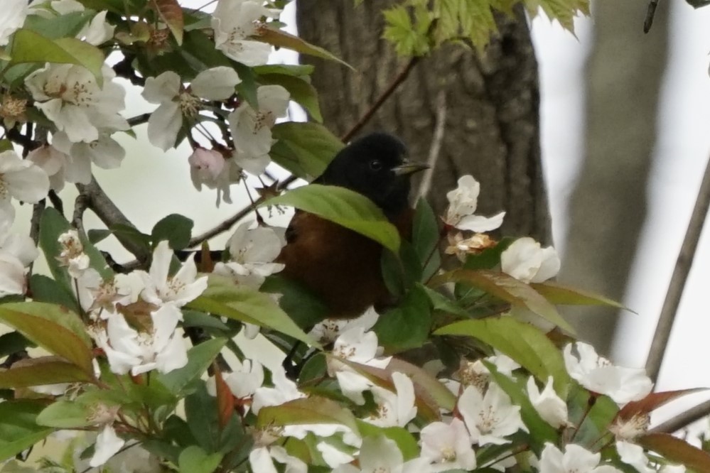 Orchard Oriole - ML617762916