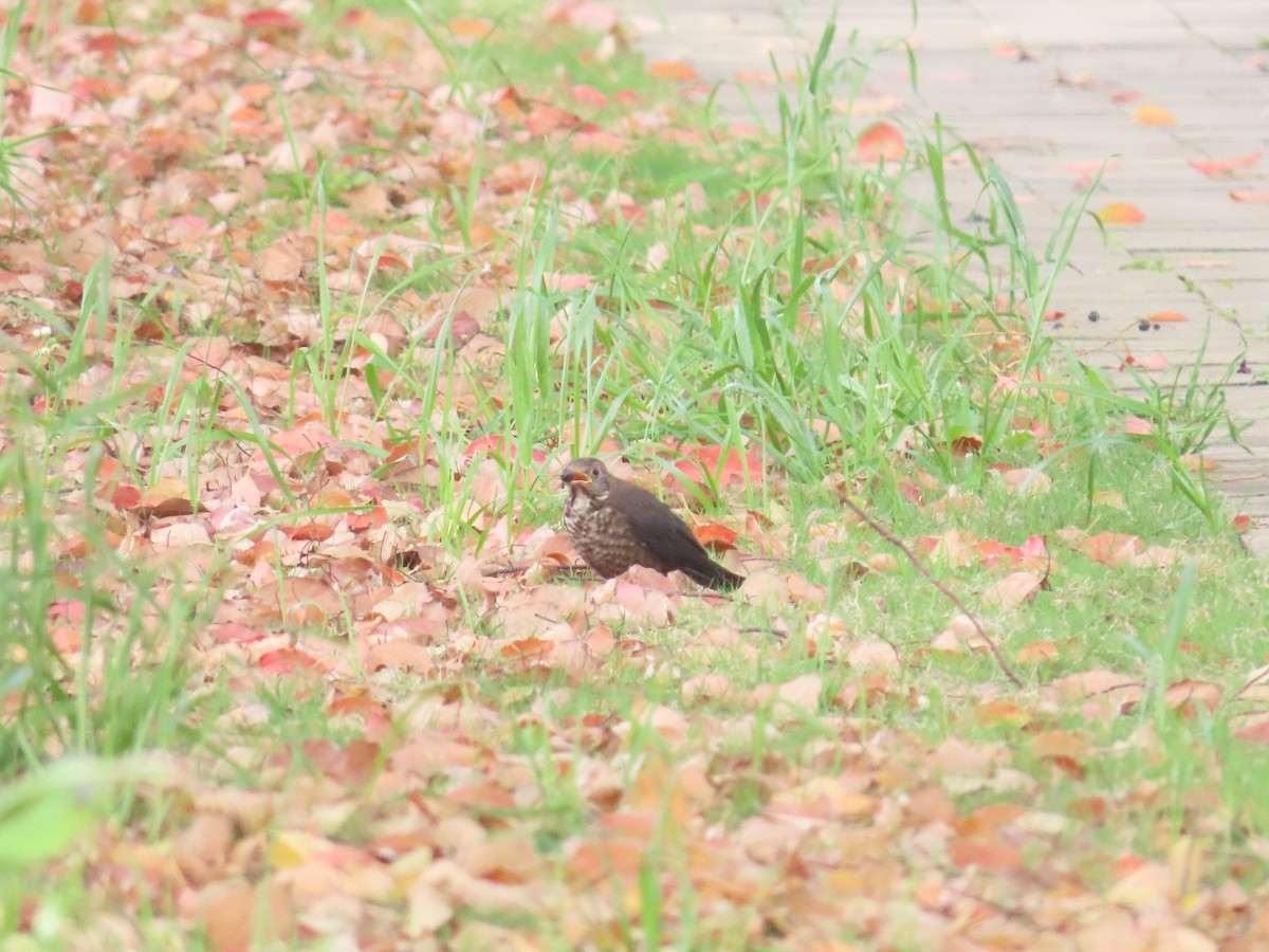 Chinese Blackbird - Mu-Ming Lin