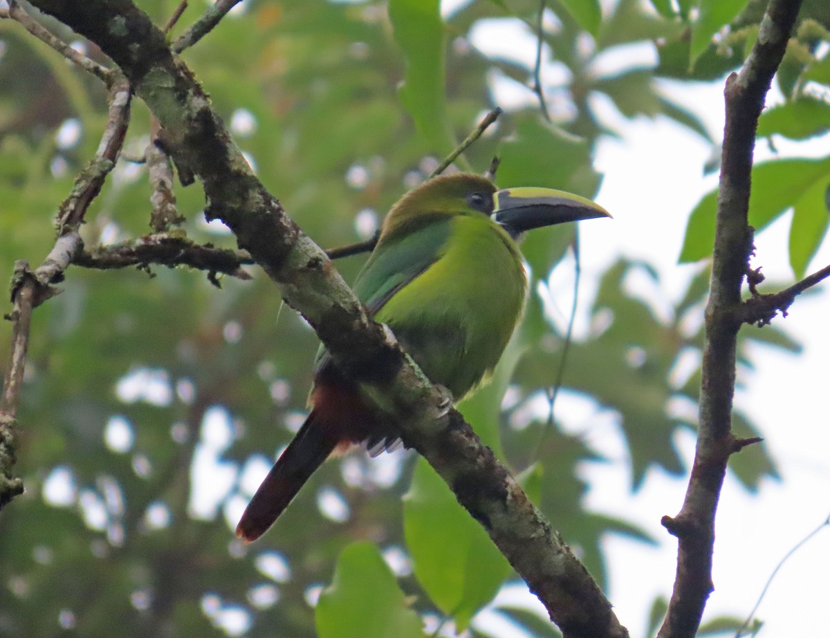 Northern Emerald-Toucanet - Tom Edell