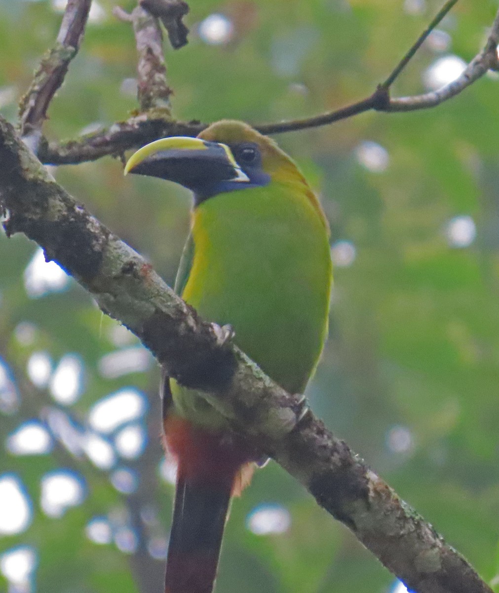 Northern Emerald-Toucanet - Tom Edell