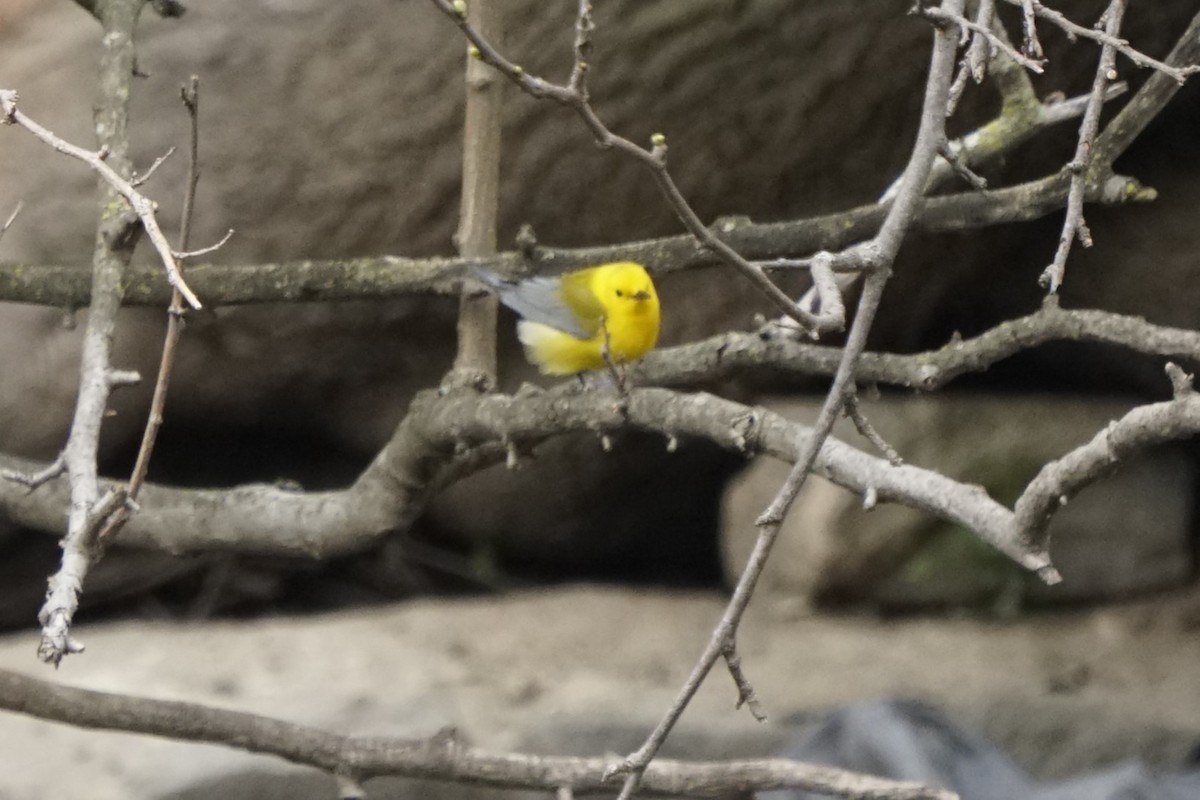 Prothonotary Warbler - ML617762994