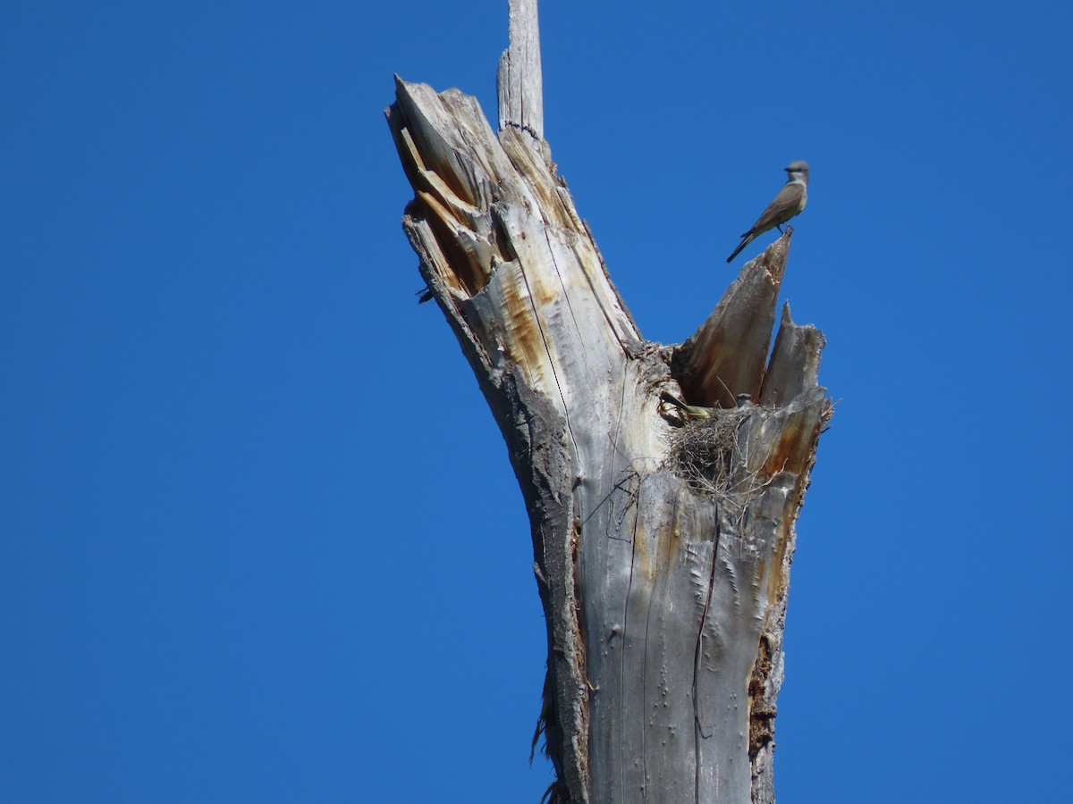 Western Kingbird - ML617763007