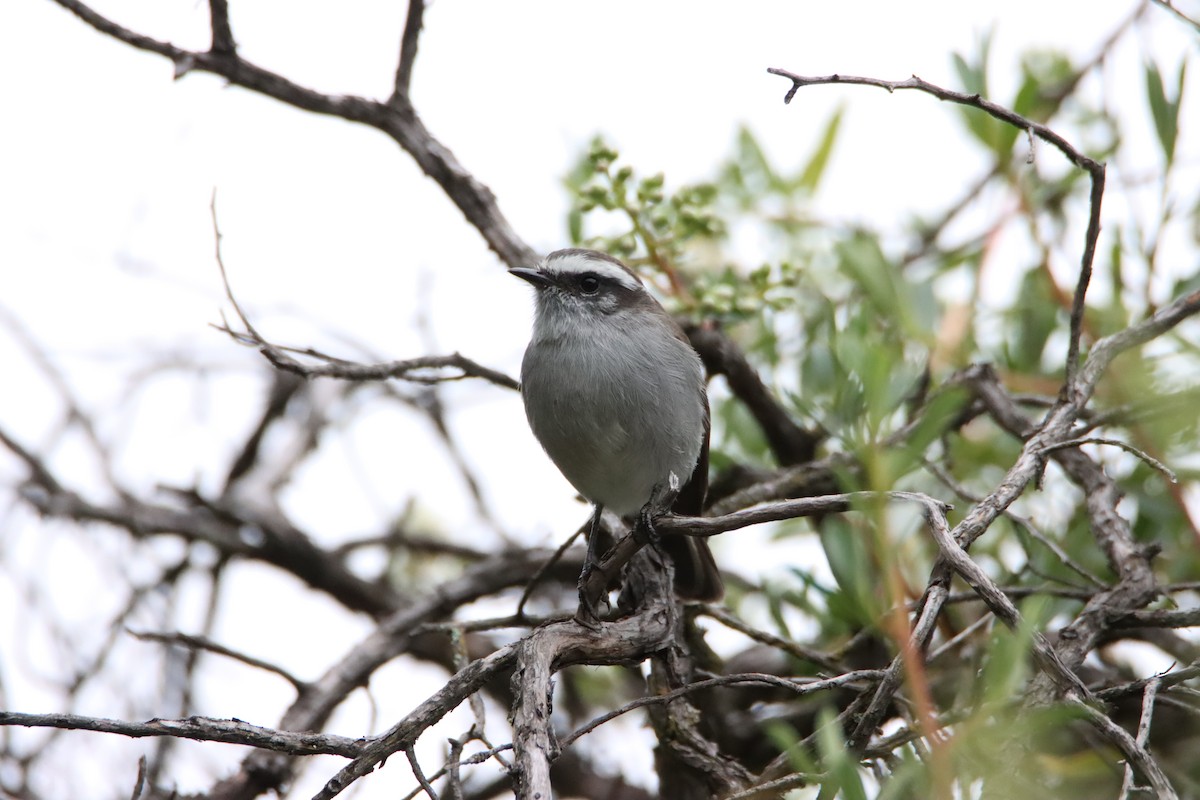 White-browed Chat-Tyrant - Vilma Taipe Laura