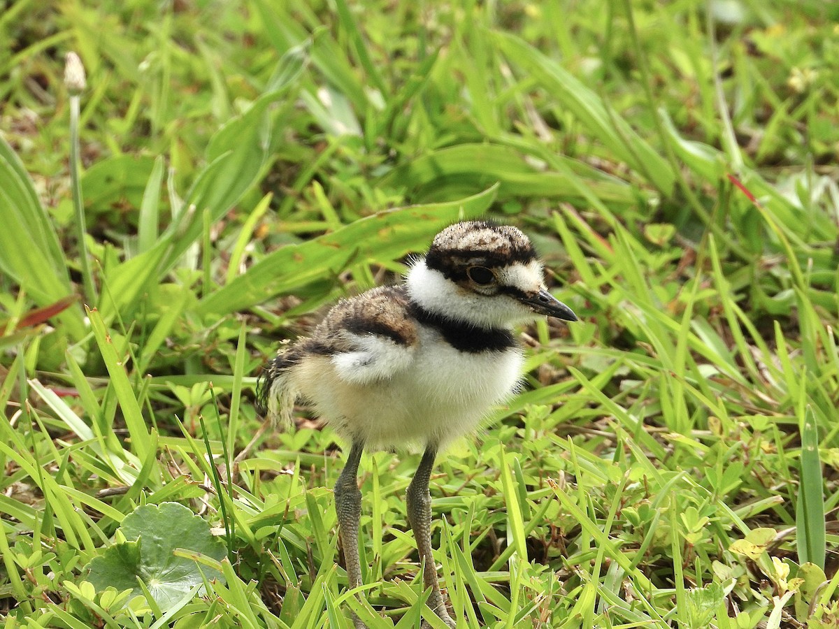 Killdeer - ML617763038