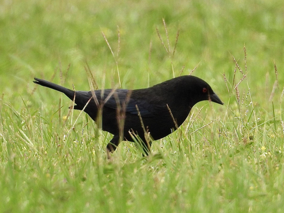 Bronzed Cowbird - ML617763046