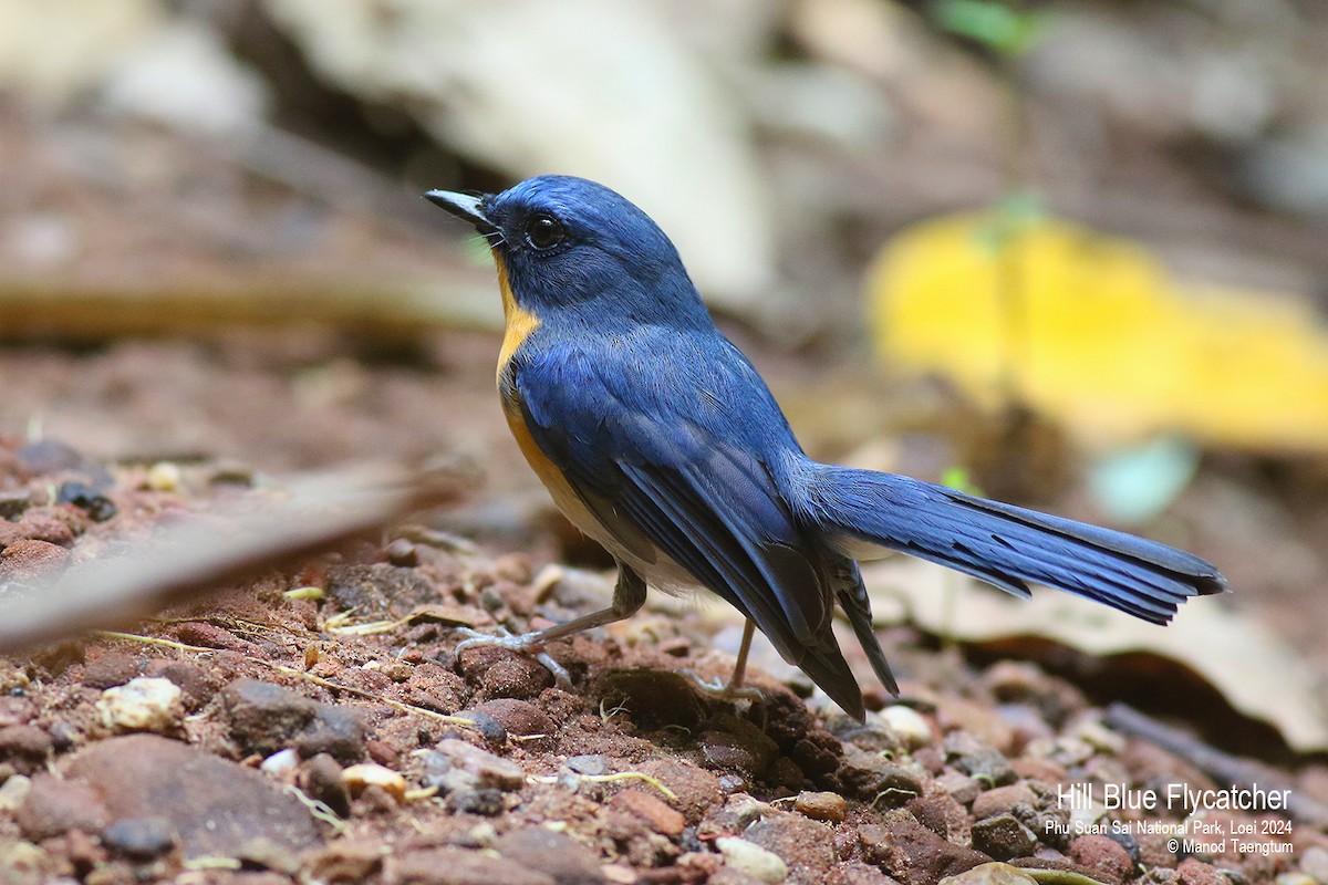 Hill Blue Flycatcher - Manod Taengtum