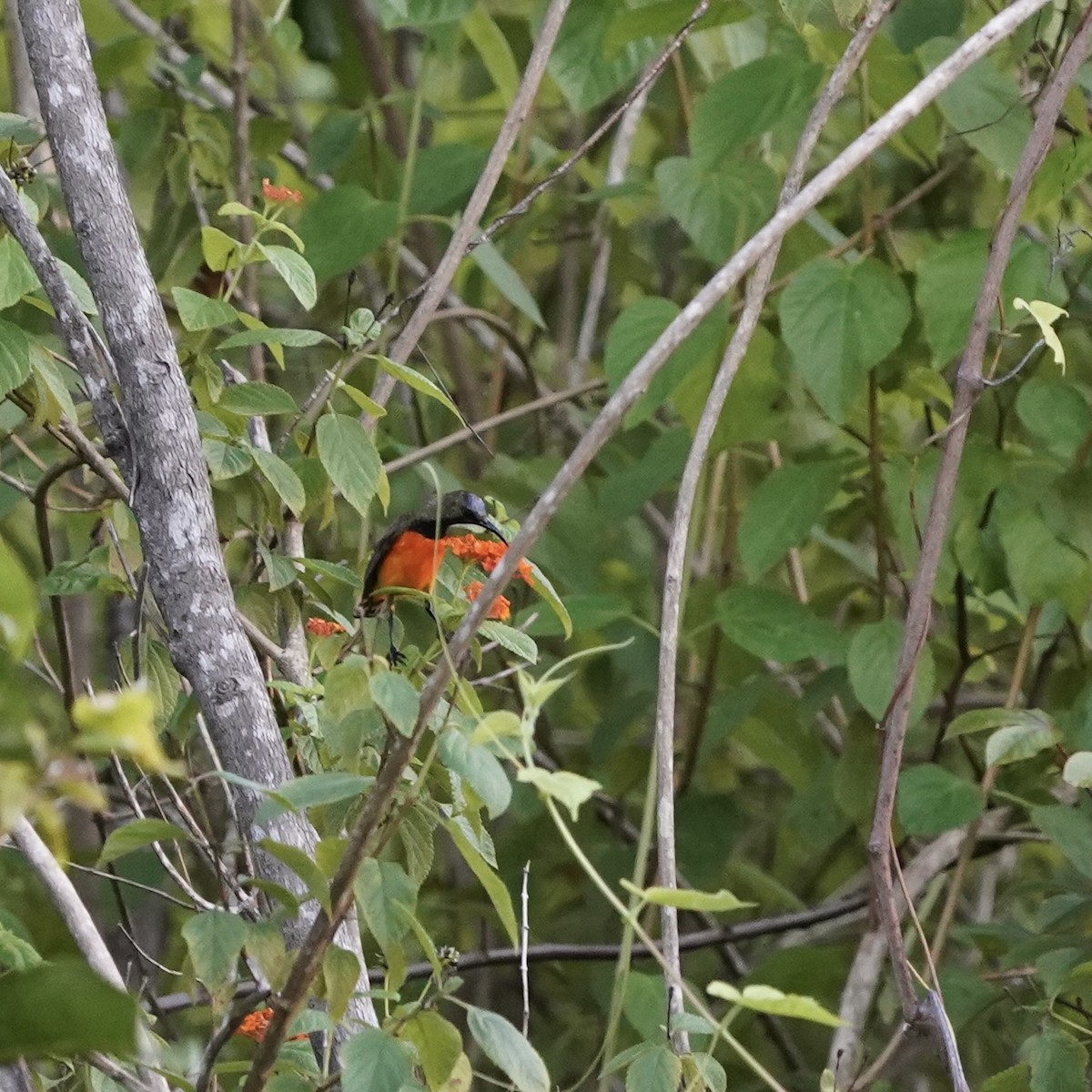 Flame-breasted Sunbird - ML617763133