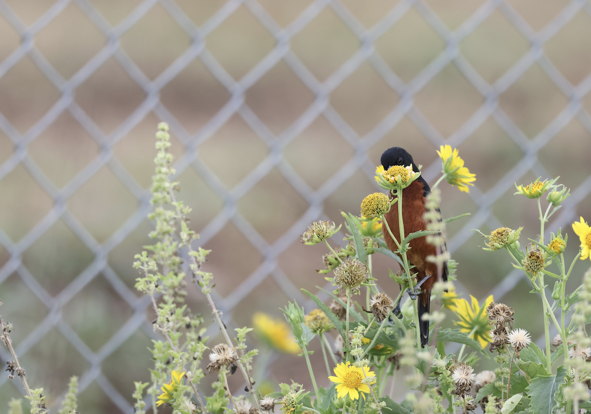 Orchard Oriole - ML617763150