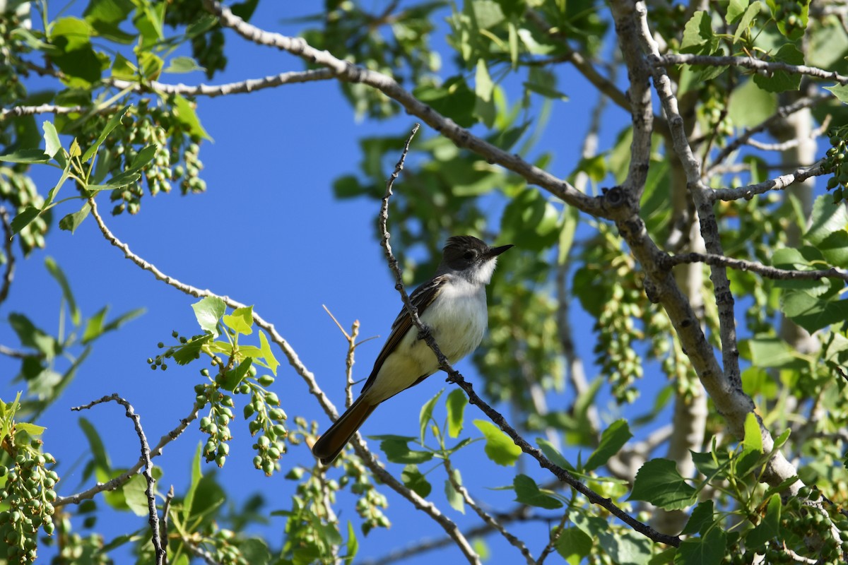 Ash-throated Flycatcher - ML617763206