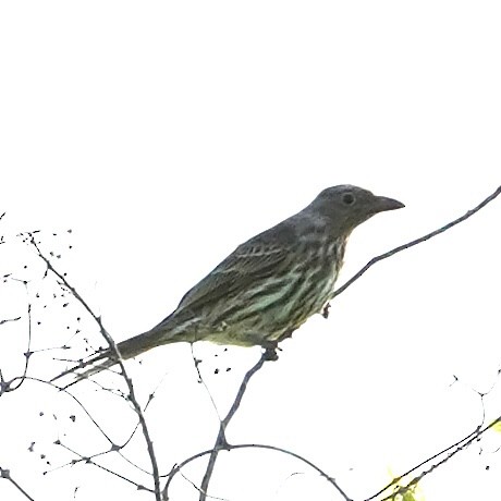 Green Figbird - ML617763208