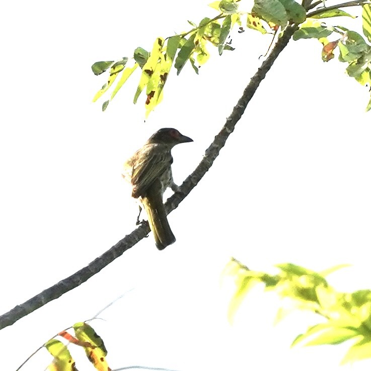 Green Figbird - ML617763209