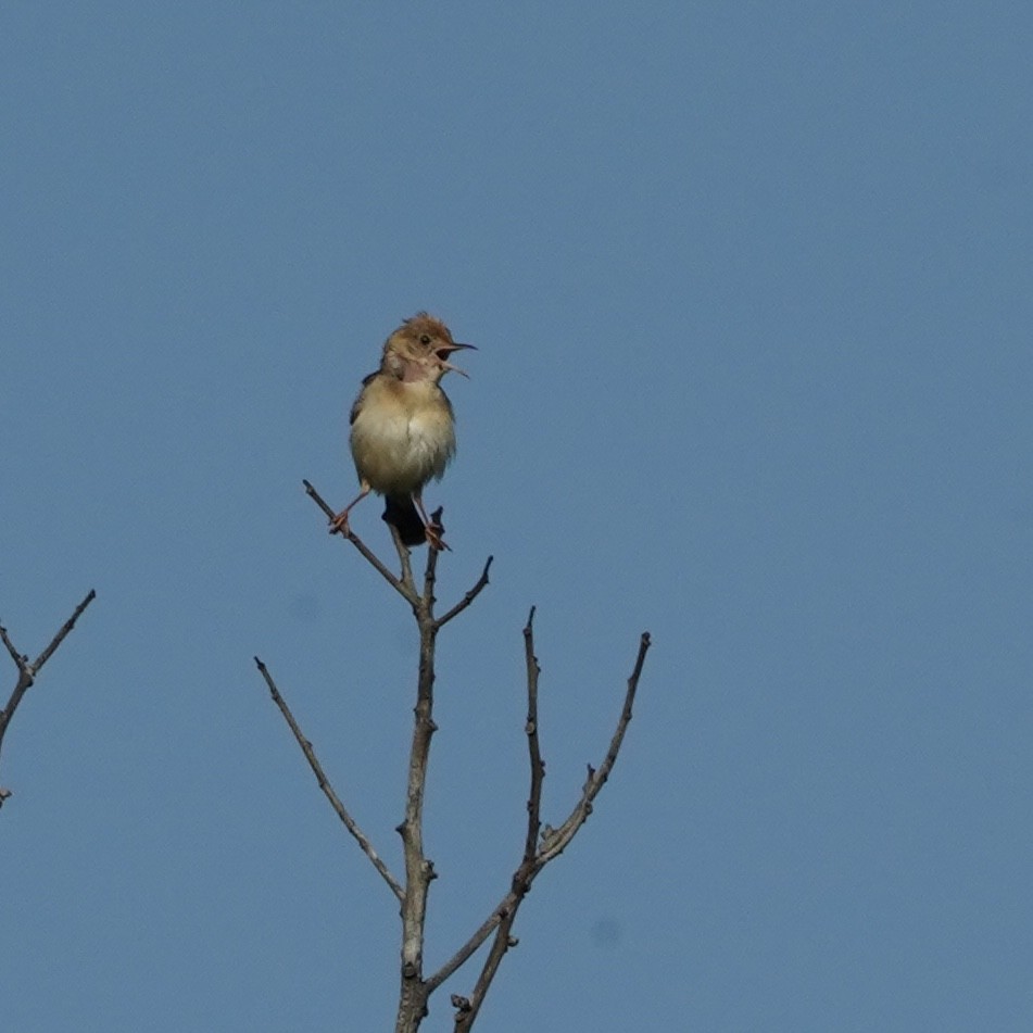 Golden-headed Cisticola - ML617763273