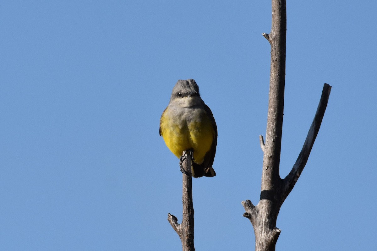 Western Kingbird - ML617763276