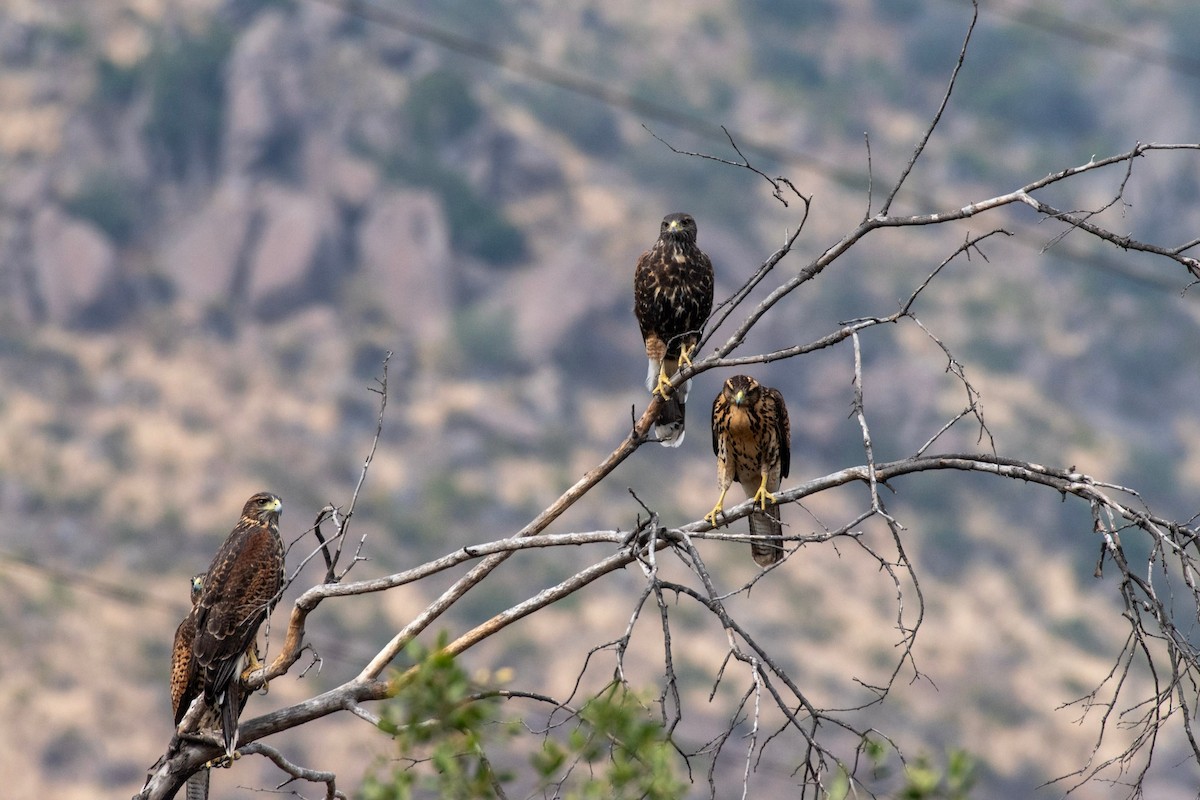 Harris's Hawk - ML617763287