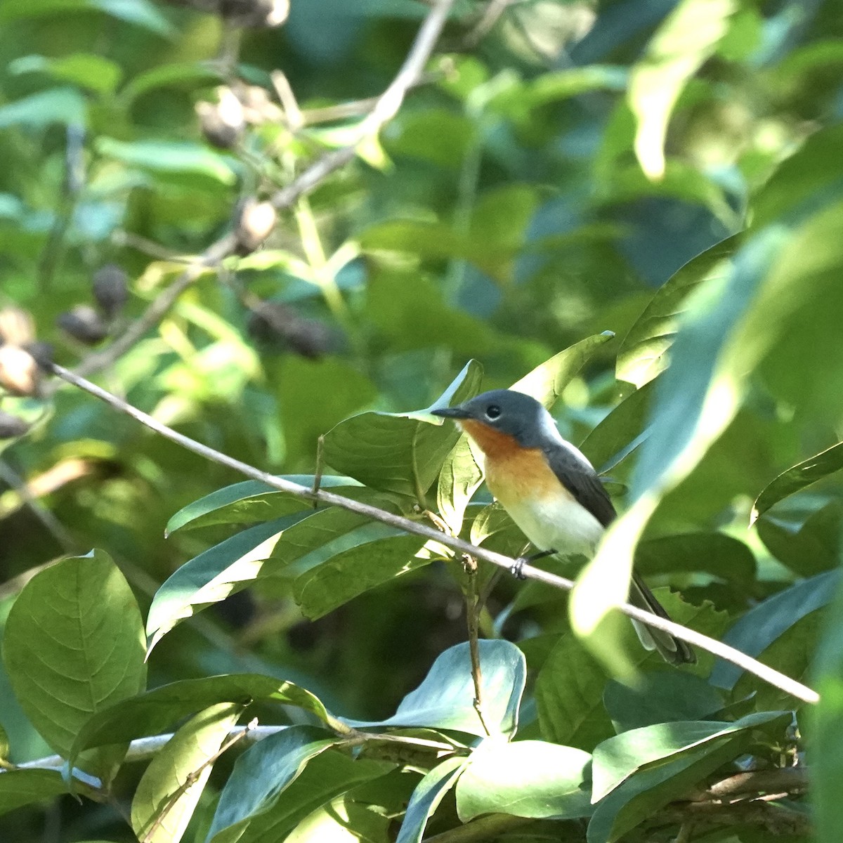 Broad-billed Flycatcher - ML617763298