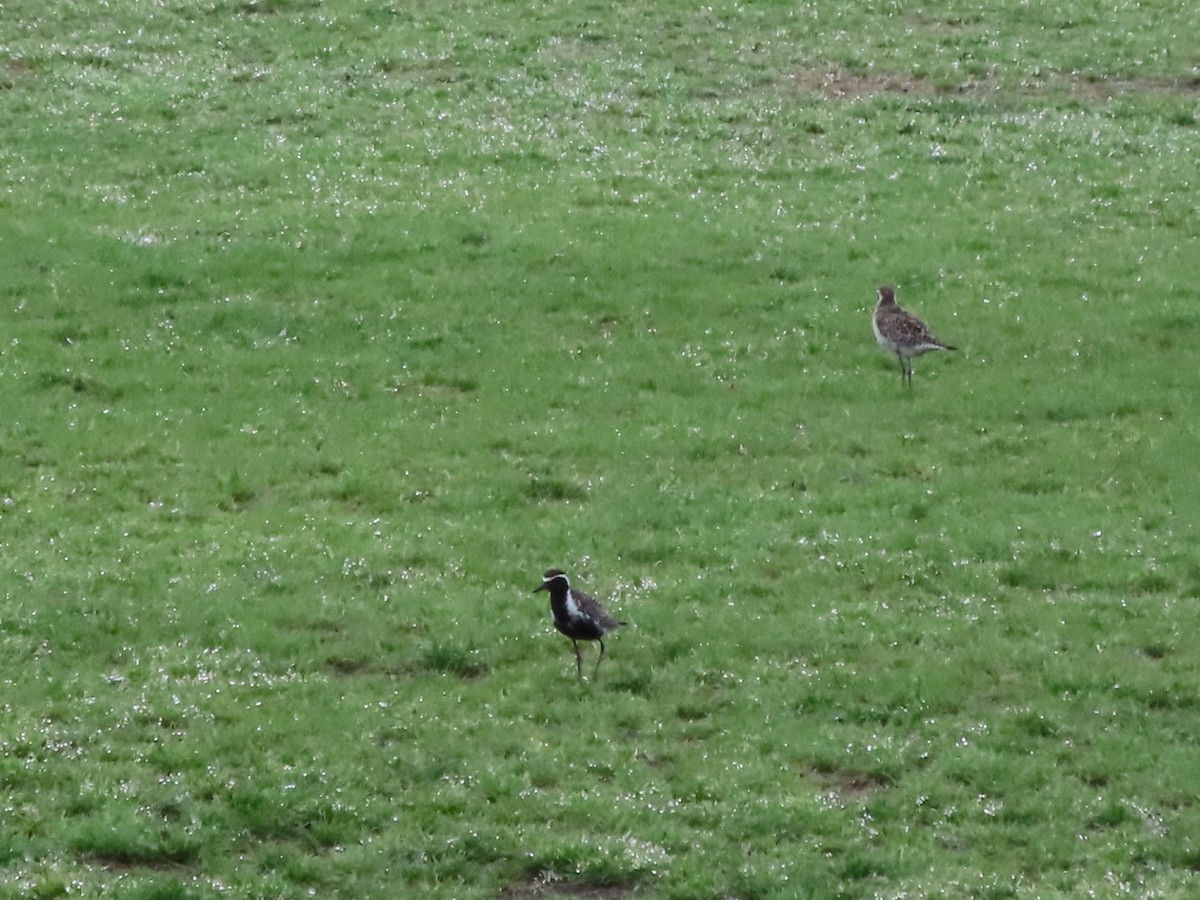 Pacific Golden-Plover - Anonymous